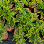 Borievka prostredná (Juniperus media) ´PFITZERIANA AUREA´ - výška 30-40 cm, ⌀ 30-40 cm, kont. C3L